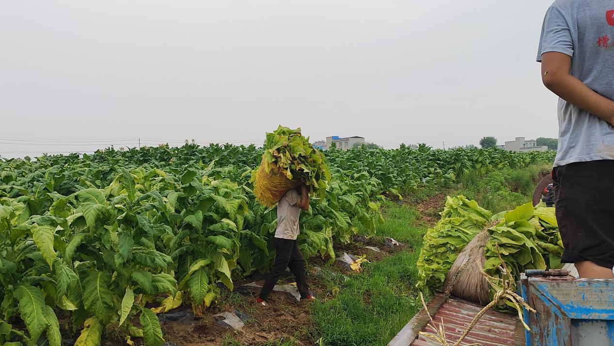 Zݴğ~龉ݴW(xu)ZxF̽ӛ