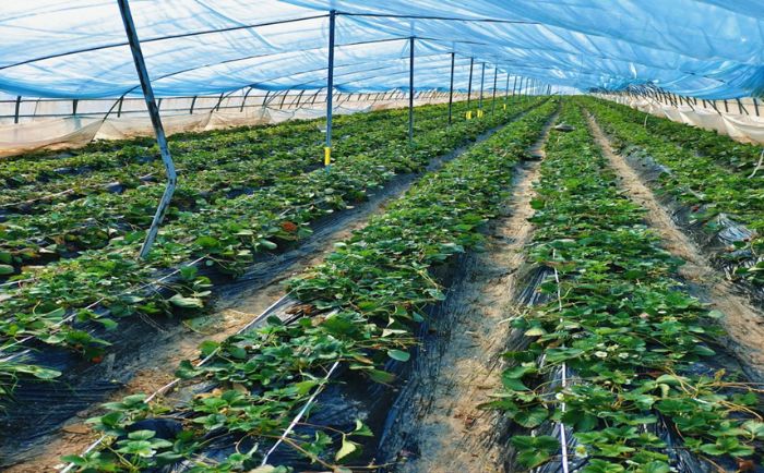 (x)Z(y)(rn)w¹ռl(xing)־ԸڴFڴl(xing)d(sh)`֮