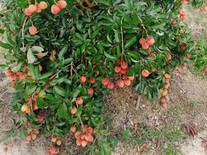 ӰF(tun)(du)֦a(chn)^(q){(dio)лI䡪ƌW(xu)(gu)ȫ朗l\wϵ